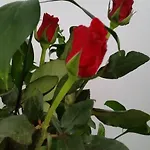 Cristina *