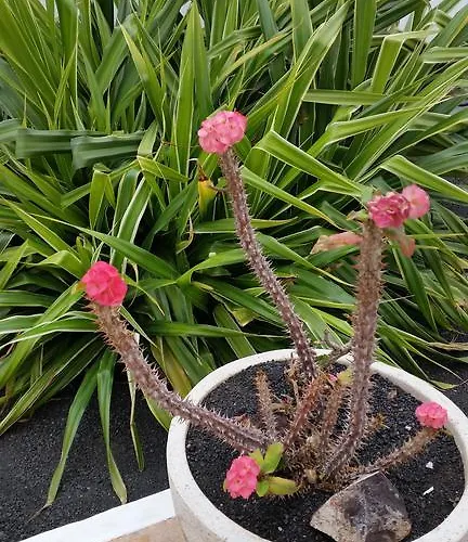 Cristina * Puerto del Carmen (Lanzarote)